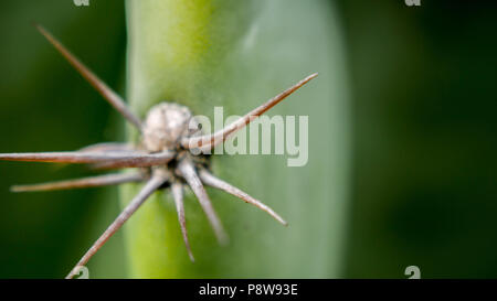 Cereus repandus Cactus Stockfoto