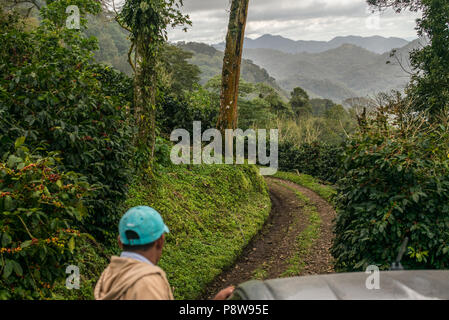 Touren durch die Kaffeeplantagen in der Region Matagalapa, Nicaragua. In der Nähe von Jinoteca auf der Mierisch Familienbetriebe. Stockfoto