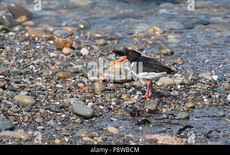 Gemeinsame oder Eurasische Austernfischer (Haematopus ostralegus) auf einem steinigen Küstenlinie Stockfoto