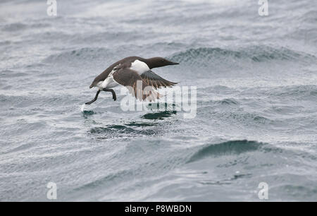 Gemeinsame trottellumme (Uria aalge) im Sommer Gefieder, die vom Meer Stockfoto