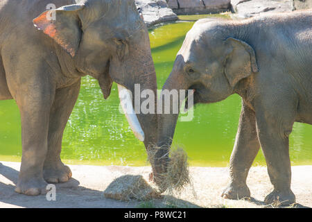 Asiatische Elefanten Spike (männlich, mit stoßzähnen) und weiblichen Rani Frühstück genießen Sie gemeinsam an den National Zoo in Washington, DC. Spike und Rani verpaart im Juni Stockfoto