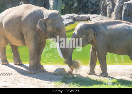 Asiatische Elefanten Spike (männlich, mit stoßzähnen) und weiblichen Rani Frühstück genießen Sie gemeinsam an den National Zoo in Washington, DC. Spike und Rani verpaart im Juni Stockfoto