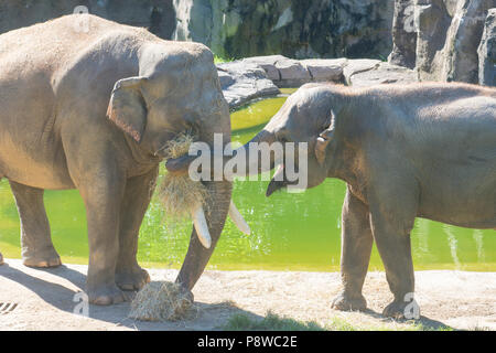 Asiatische Elefanten Spike (männlich, mit stoßzähnen) und weiblichen Rani Frühstück genießen Sie gemeinsam an den National Zoo in Washington, DC. Spike und Rani verpaart im Juni Stockfoto