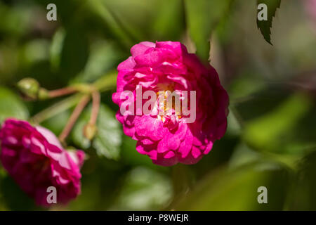 Nahaufnahme eines Floribunda rosa Rose auf einem verschwommenen Hintergrund Stockfoto