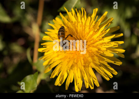 Nahaufnahme eines Honey Bee Pollen sammeln von schönen gelben Löwenzahn Stockfoto