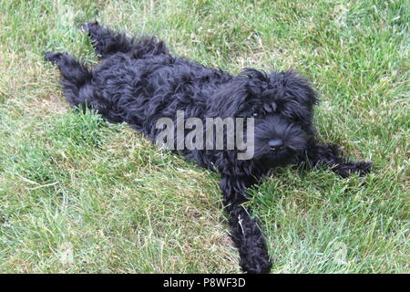 Cute schwarz mit weißem Punkt schnoodle/Pudel Welpen mit in das Gras, genießen das warme Wetter. Eine sploot dehnen. Stockfoto