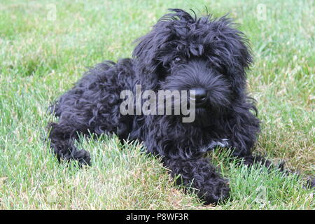 Cute schwarz mit weißem Punkt schnoodle/Pudel Welpen mit in das Gras, genießen das warme Wetter. Stockfoto