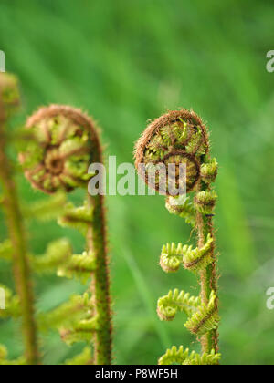 Entfaltung golden Farn Blatt Wedel, mit Rad - wie Golden haarige curly Tipps und parallel aufrechte Stiele in Eden Valley, Cumbria, England, Großbritannien Stockfoto