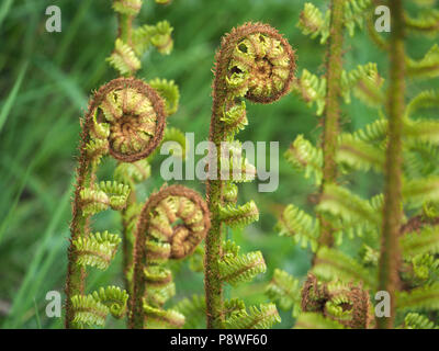 Entfaltung golden Farn Blatt Wedel, mit Rad - wie Golden haarige curly Tipps und parallel aufrechte Stiele in Eden Valley, Cumbria, England, Großbritannien Stockfoto