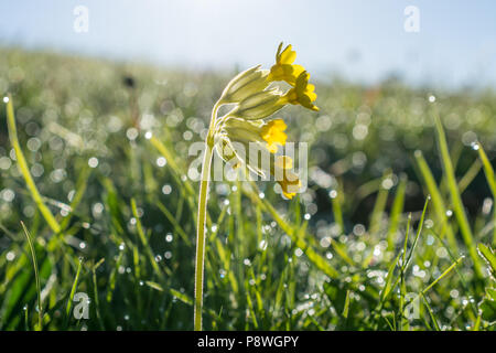 Cowslips im nassen Gras Stockfoto