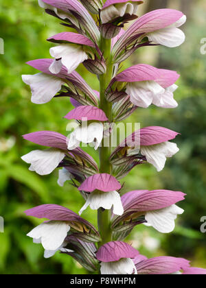 Nahaufnahme der weißen Blüten und Lila hüllblätter in einer Blume spike Der winterharte Staude trägt Hosen, Acanthus Mollis, Stockfoto
