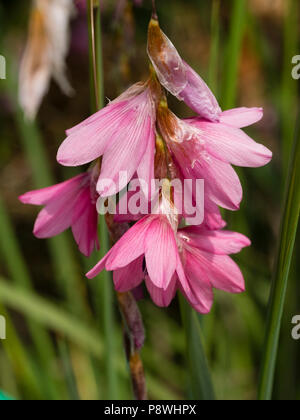 Dangling rosa Blüten der Angelrute der Hardy Angel, Dierama 'Pink Ballerina' Stockfoto