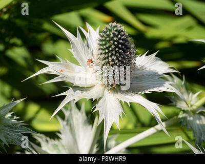 Hellblauen Blumen in den silbrigen Grün Kopf von Eryngium giganteum, Ghost Miss wilmott's, werden von spiky, silbrig barcts umgeben Stockfoto