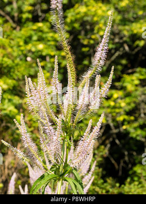 Blass Lavendel Blumen, die in der Verzweigung Spitzen der Hohen, Sommer blühende Staude, Veronicastrum virginicum 'Lavendelturm' Stockfoto