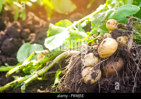 Eine Bush der jungen gelben Kartoffeln, Ernte, frisches Gemüse, agro-Kultur, Landwirtschaft, Nahaufnahme, gute Ernte, Detox, vegetarische Kost Stockfoto