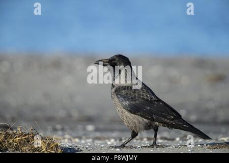 Nebelkrähe (Corvus cornix) zu Fuß am Strand, Mecklenburg-Vorpommern, Deutschland | Verwendung weltweit Stockfoto