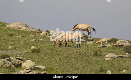 Przewalski's horse (Equus ferus Przewalskii) Herde mit Fohlen, hustai National Park, Mongolei | Verwendung weltweit Stockfoto