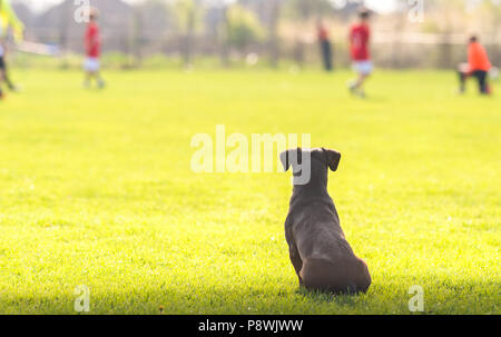 Hund auf Kinder Fußball spielen Stockfoto