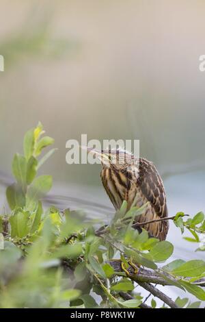 Wenig Rohrdommel (Ixobrychus minutus) juvenile, Baden-Württemberg, Deutschland | Verwendung weltweit Stockfoto