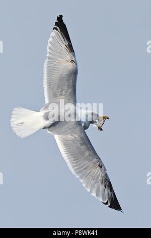 Europäische Silbermöwe (Larus argentatus) fliegen mit Fisch in Rechnung, Ostsee, Deutschland | Verwendung weltweit Stockfoto