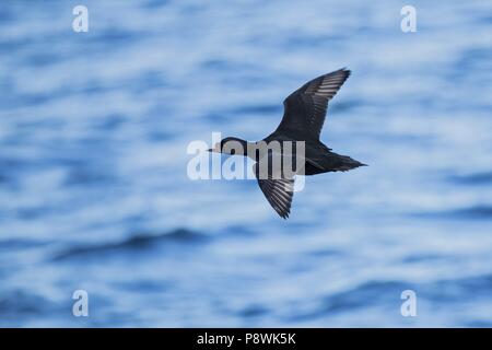 Gemeinsame (scoter Melanitta nigra) Männliche fliegen, Mecklenburg-Vorpommern, Deutschland | Verwendung weltweit Stockfoto