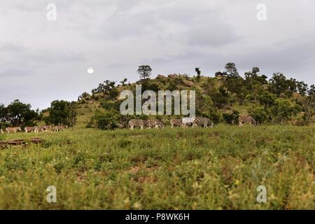 Herde von Zebra in der afrikanischen Landschaft, (Miscanthus sinensis Zebrinus), Krüger Nationalpark, Südafrika | Verwendung weltweit Stockfoto