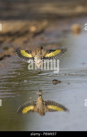 Europäische Stieglitz (Carduelis carduelis), Jugendliche über Wasser, Lleida, Spanien | Verwendung weltweit Stockfoto