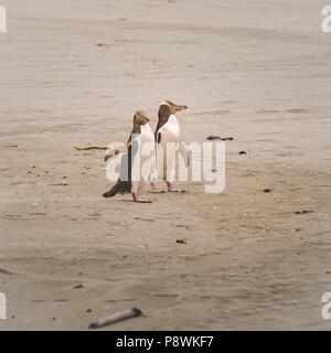 Zwei yellow eyed Penguins zu Fuß am Strand auf der Otago Halbinsel in der Nähe der Stadt Dunedin. Nach kurzer Zeit werden Sie in einen heftigen Streit. Szenen einer Ehe? (22. Januar 2016) | Verwendung weltweit Stockfoto