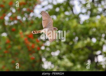 Eurasischen Sperber (Accipiter nisus) juvenile Fliegen, Hessen, Deutschland | Verwendung weltweit Stockfoto