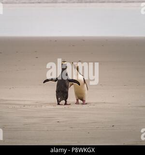 Zwei yellow eyed Penguins zu Fuß am Strand auf der Otago Halbinsel in der Nähe der Stadt Dunedin. Nach kurzer Zeit werden Sie in einen heftigen Streit. Szenen einer Ehe? (22. Januar 2016) | Verwendung weltweit Stockfoto