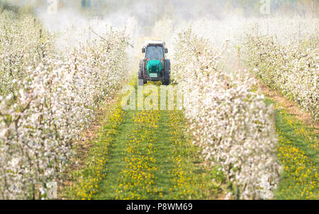 Traktor-Sprays Insektizid im Apfelgarten Stockfoto