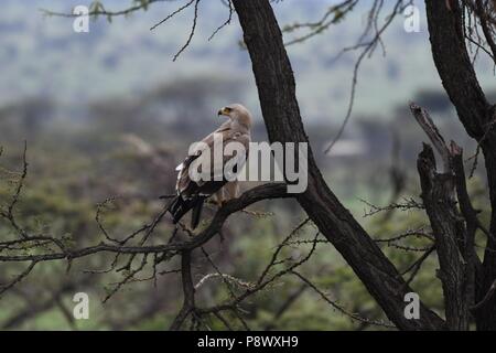 Tawny Eagle (Aquila rapa). Masai Mara, Kenia, Afrika Stockfoto