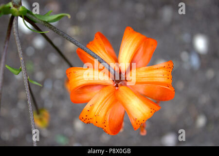 Orangefarbene Blume Stockfoto