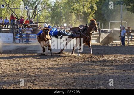 Cowboy sprang vom Pferd zu bringen eine Lenkung bei der Fitzroy Crossing rodeo Show zu Boden, Fitzroy Crossing, Kimberley, Nordwesten Australien | Verwendung weltweit Stockfoto