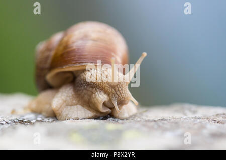 Detaillierte Vorderansicht des natürlichen Roman Schnecke (Helix pomatia) Stockfoto