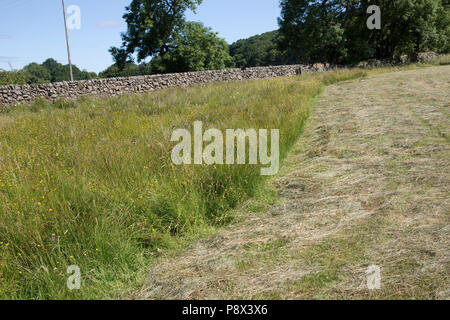 Puffer Streifen von ungeschnittenem Wiese mit wilden Blumen am Rand des Feldes Schottland Großbritannien Stockfoto