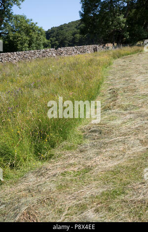 Puffer Streifen von ungeschnittenem Wiese mit wilden Blumen am Rand des Feldes Schottland Großbritannien Stockfoto