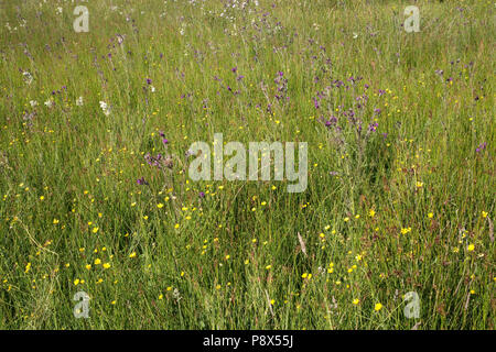 Puffer Streifen von ungeschnittenem Wiese mit wilden Blumen am Rand des Feldes Schottland Großbritannien Stockfoto