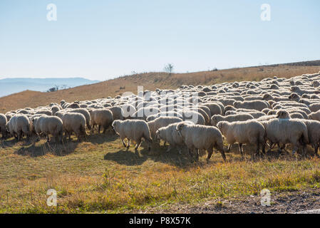 Herde Schafe auf die Berge Wiese. Siebenbürgen, Rumänien Stockfoto