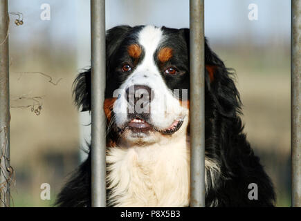 Schöne Portrait eines Berner Hirten. Der Blick auf die Berner Hirte ist aufmerksam und vielleicht ein wenig traurig, weil es sich hinter den Bars von eine Stockfoto