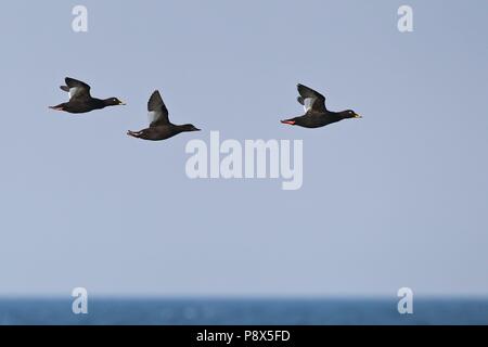 Velvet Scoter (Melanitta fusca) Gruppe über offenes Wasser fliegen, Ostsee, Mecklenburg-Vorpommern, Deutschland | Verwendung weltweit Stockfoto