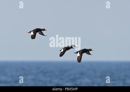 Velvet Scoter (Melanitta fusca) Gruppe über offenes Wasser fliegen, Ostsee, Mecklenburg-Vorpommern, Deutschland | Verwendung weltweit Stockfoto