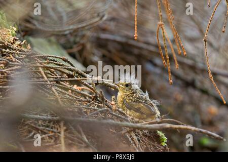 Europäische Robin (Erithacus Rubecula) Kinder sitzen auf Waldboden, Sachsen, Deutschland | Verwendung weltweit Stockfoto