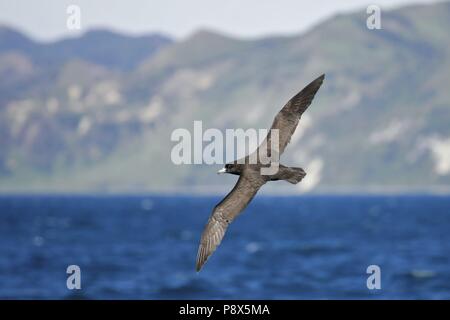 Westland Petrel (Procellaria westlandica) fliegen, Kaikoura, Neuseeland | Verwendung weltweit Stockfoto