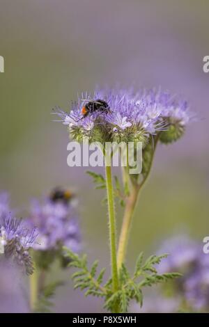 Red-tailed Hummel (Bombus lapidarius) Arbeitnehmer Nektar sammeln von Scorpionweed (Phacelia tanacetifolia) Blumen, Hessen, Deutschland | Verwendung weltweit Stockfoto