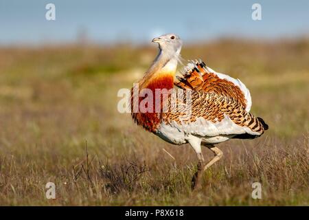 Großtrappe (Otis tarda) im Frühjahr in Spanien - April 2017 | Verwendung weltweit Stockfoto