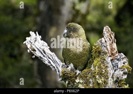 Kea (Nestor notabilis) sitzen auf bemoosten Baumstamm, Arthur's Pass National Park, Neuseeland | Verwendung weltweit Stockfoto