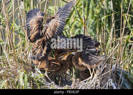 Purpurreiher (Ardea purpurea) junge Vögel im Nest, Baden-Württemberg, Deutschland | Verwendung weltweit Stockfoto