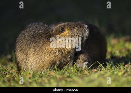 Nutria (Myocastor nutria) Erwachsene mit Jungen, Baden-Württemberg, Deutschland | Verwendung weltweit Stockfoto