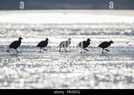 Eurasischen Blässhuhn (Fulica atra) Gruppe wandern über zugefrorene See im Winter Sonne, Bayern, Deutschland | Verwendung weltweit Stockfoto